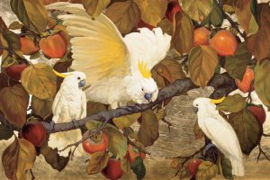 Persimmons and Cockatoos