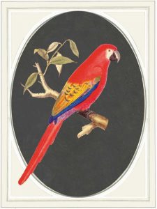 parrot red