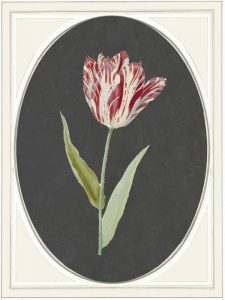 Kaiser Tulip