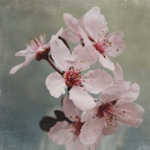 Pink Blossoms II