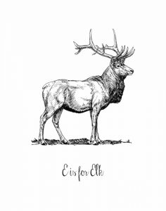E is for Elk