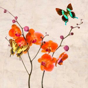 Orchids and Butterflies I