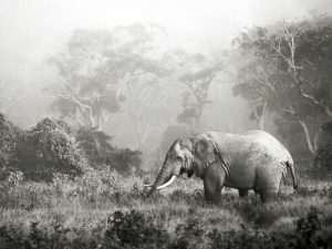 African elephant, Ngorongoro Crater, Tanzania