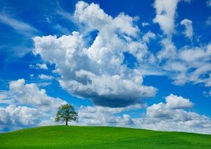 Oak and clouds, Bavaria, Germany