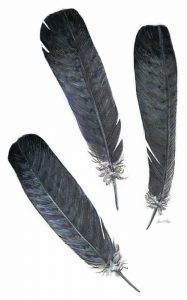 Feather Study 2