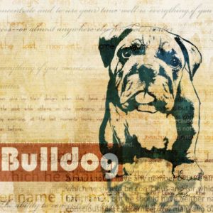 Bulldog Sketch