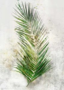 Textured Areca Palm