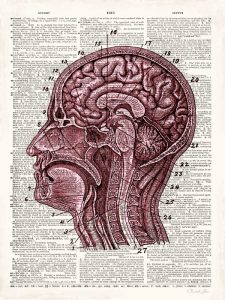 Vintage Anatomy Brain