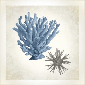 Sea Life, Coral