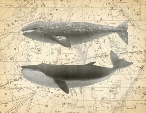 Whale Constellation 2