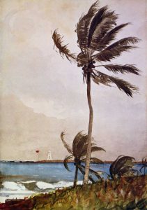 Palm Tree Nassau