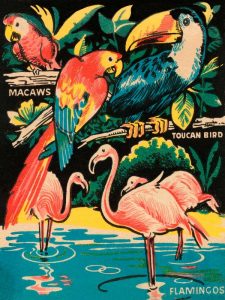 Tropical Hobbyland – Birds