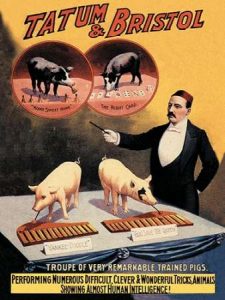 Pigs and Pork: Tatum and Bristols Troupe of Trained Pigs