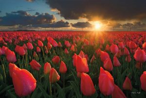 Tulips at Sunset