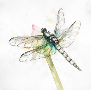 Dragonfly on a Flower Bud