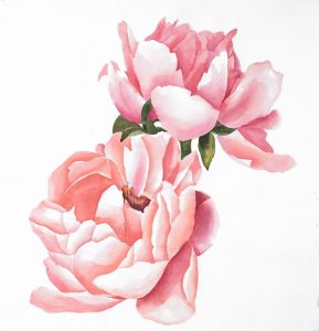 Two Pink Watercolor Roses