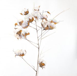 Cotton Flowers Branch