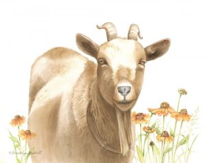 Daisy Goat