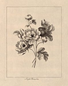 Vintage Ranunculus