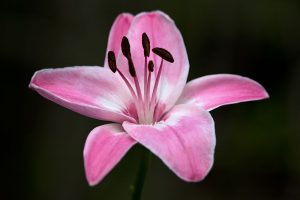 Pink Lily I