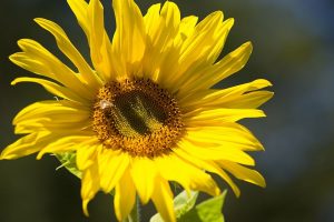 Sunflower and Bee I