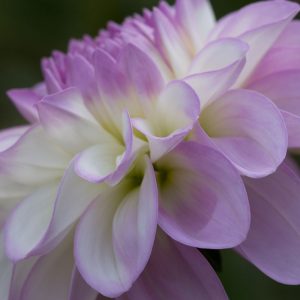 Lavender Dahlia IV