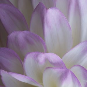 Lavender Dahlia V