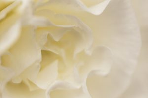 Soft White Begonia I