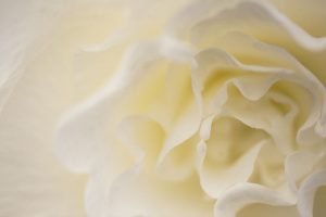 Soft White Begonia II
