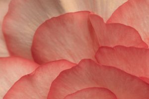 Pink Begonia Petals I