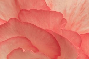 Pink Begonia Petals II