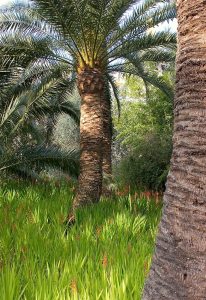 Riviera Garden Palm II