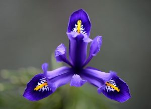 First Spring Iris