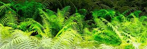 Forest Ferns I