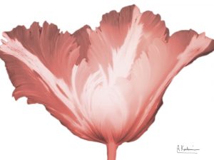 Coral Blossom 1