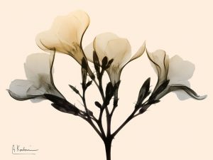 Oleander Dawn