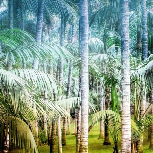 Palm Tree Forest 1