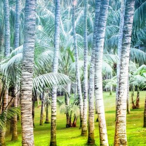 Palm Tree Forest 2