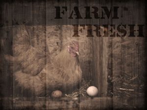 Farm Fresh Chicken 1