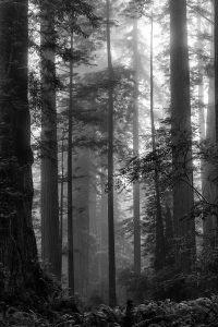 North Coast Redwoods BW