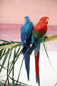 Palm Parrots