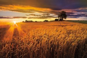 Sunlight On the Wheat Fields