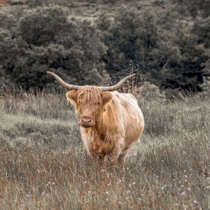 Highland Cow I