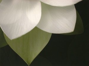 Lotus Closeup II