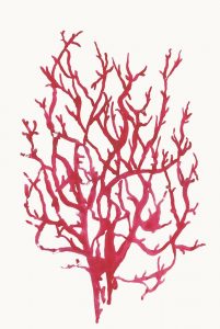 Red Reef Coral I