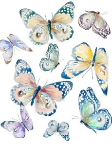 Colorful Isolated Butterflies