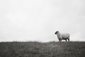 Islay Sheep II