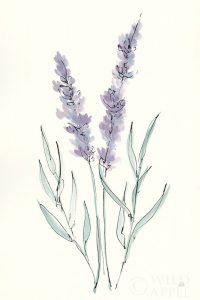 Lavender III