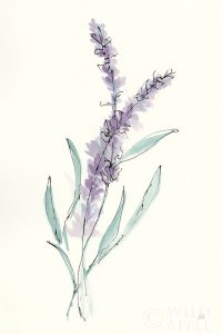 Lavender IV