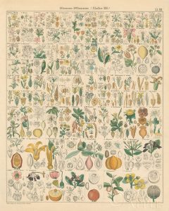 Flora Chart I